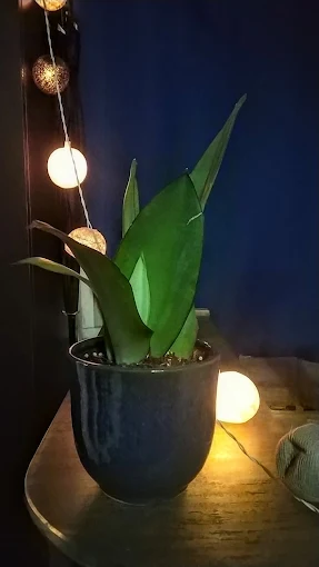 The Ultimate Bedroom Plant: Why Snake Plants Are Perfect for a Healthier Night's Sleep